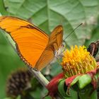 ...organger Schmetterling beim Frühstück...