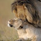 Orgasme de Lions