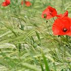 Orge et coquelicots