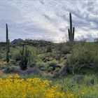 Orgelpfeifen- und Saguaro-Kakteen 