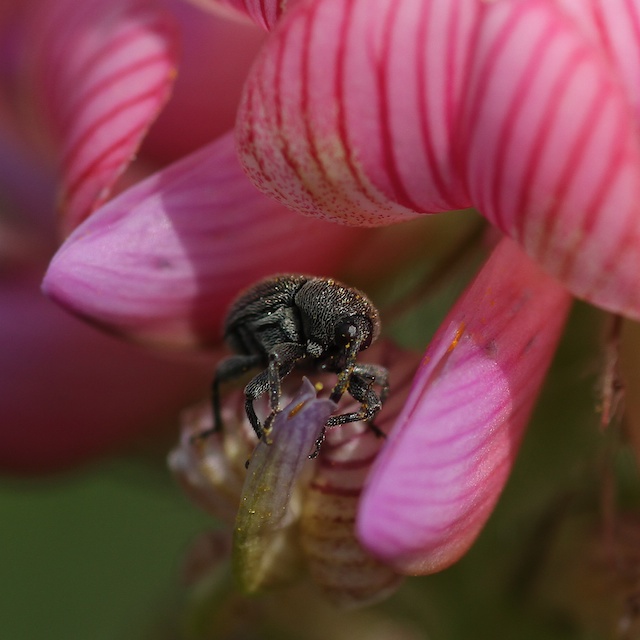 Orgie de pollen