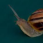 Orginalbild - Schnecke