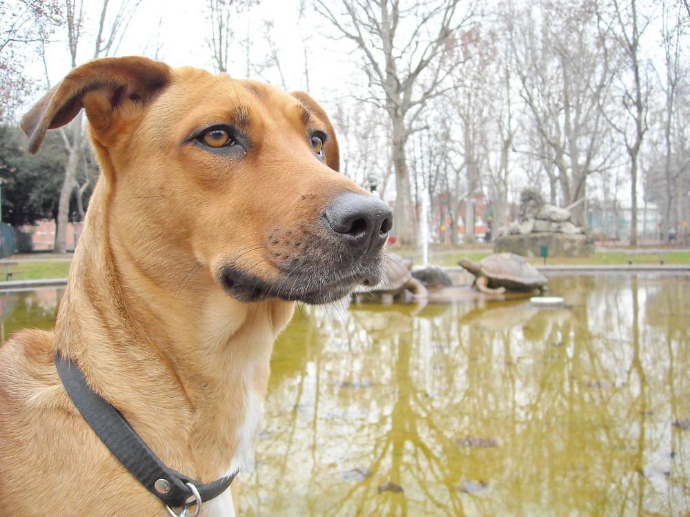 Orgoglio canino