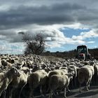 Orgullo rural