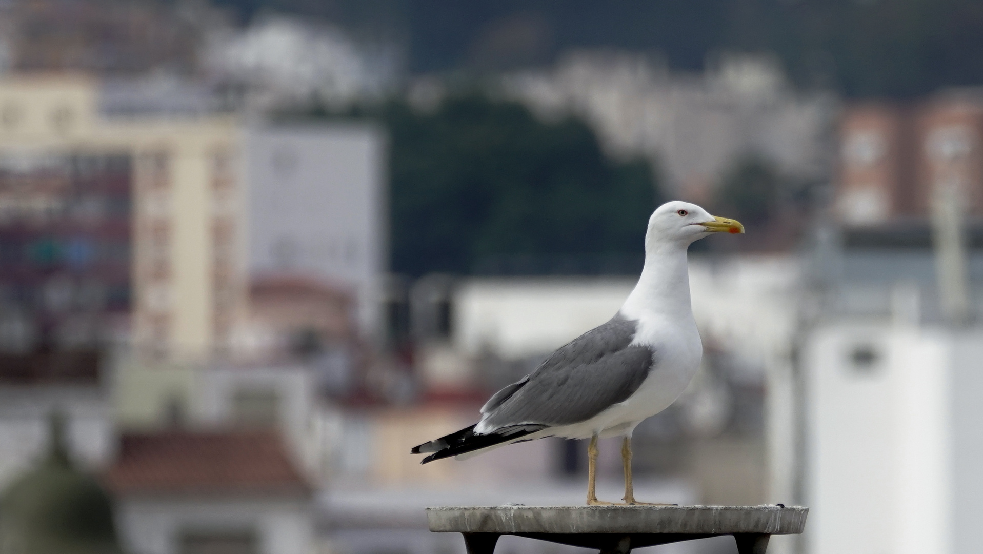 Orgullosa de ser gaviota