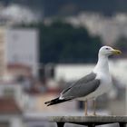 Orgullosa de ser gaviota