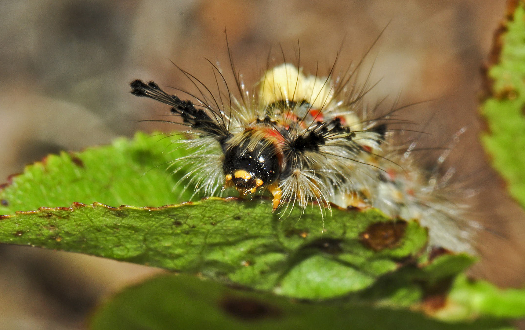 Orgyia antiqua