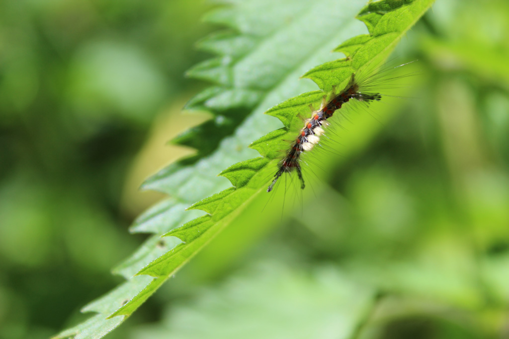 Orgyia antiqua- Schlehen Bürstenspinnerraupe