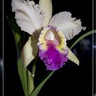 Orhchidee-Schönheit und Eleganz