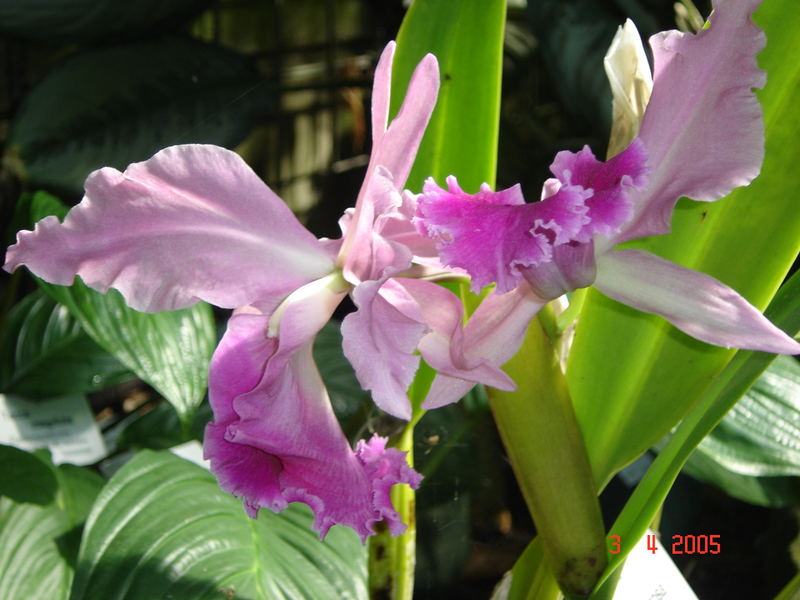 Orhideen