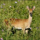 Oribi