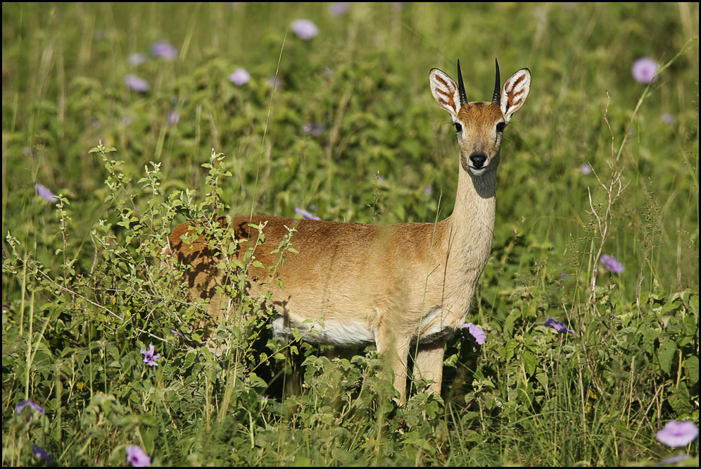 Oribi