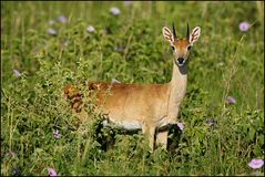 Oribi