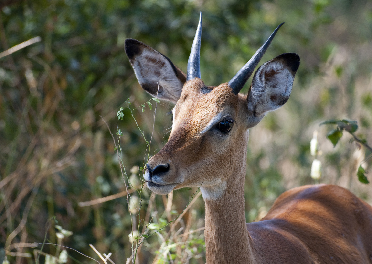 Oribi-Bleichbock