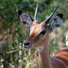 Oribi-Bleichbock