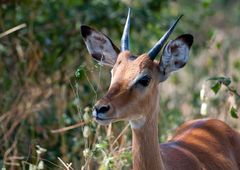 Oribi-Bleichbock