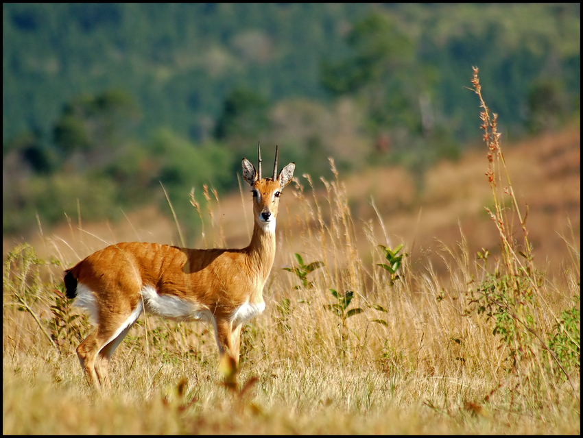 Oribi