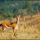 Oribi