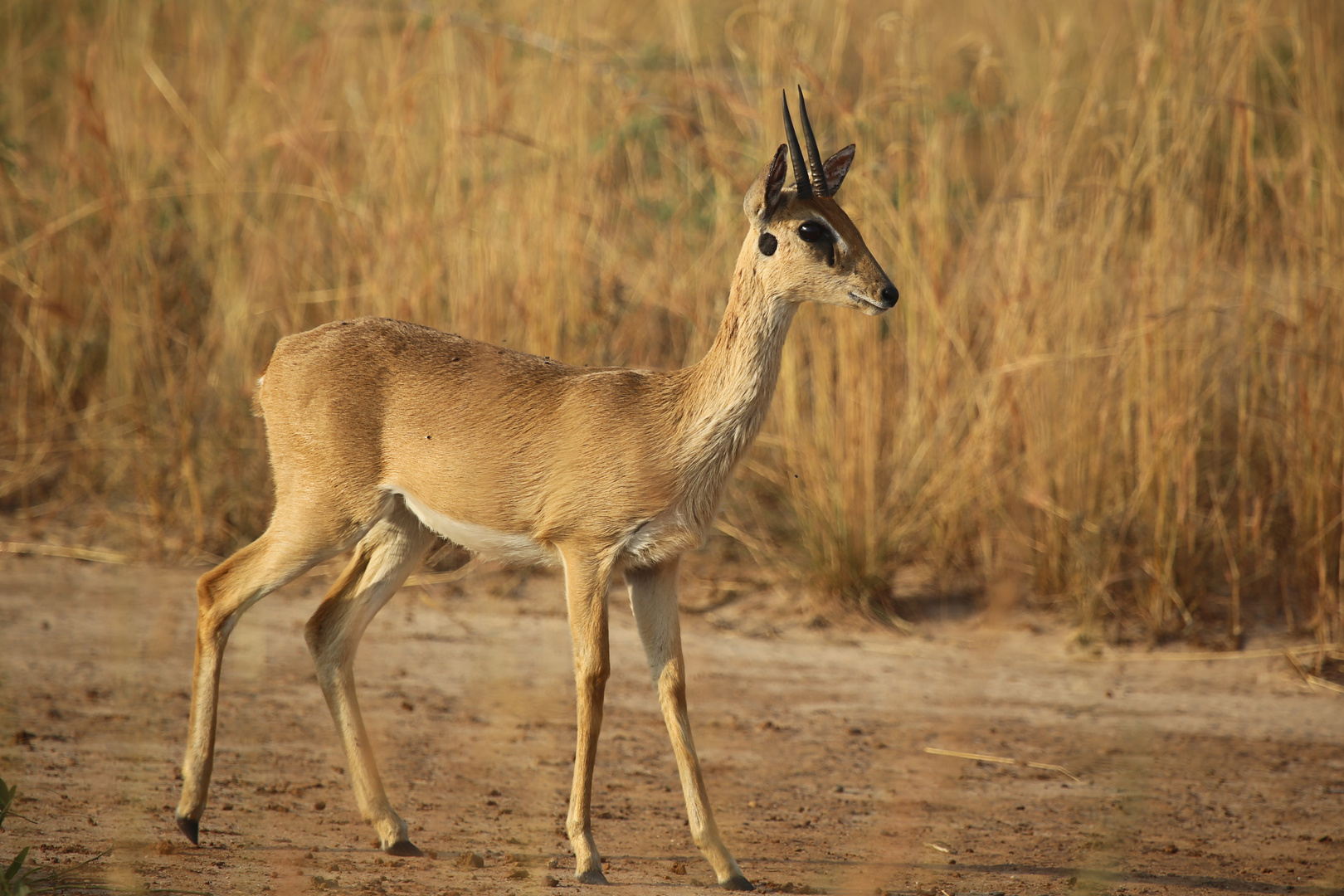 Oribi