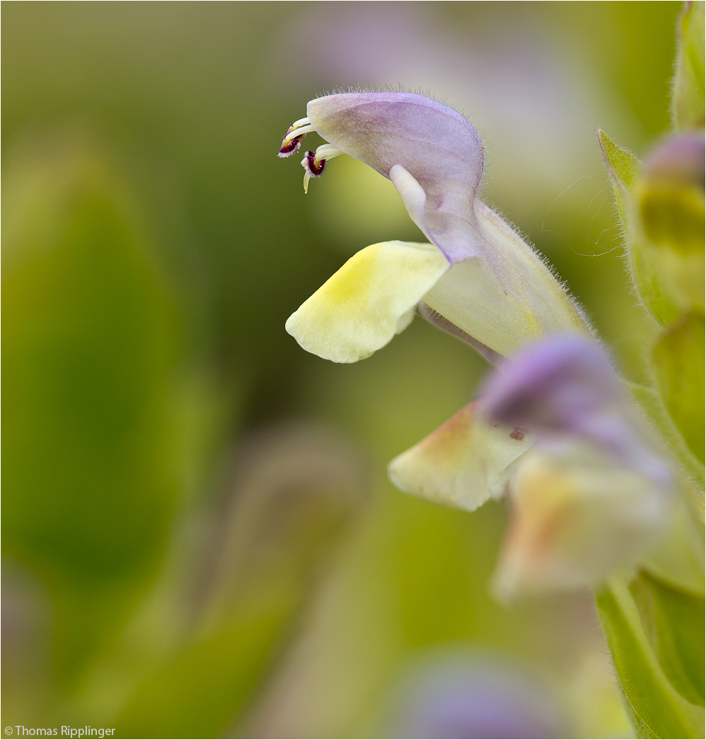 Orient - Helmkraut (scutellaria orientalis ssp. orientalis)........