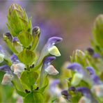 Orient - Helmkraut (scutellaria orientalis ssp. orientalis).....