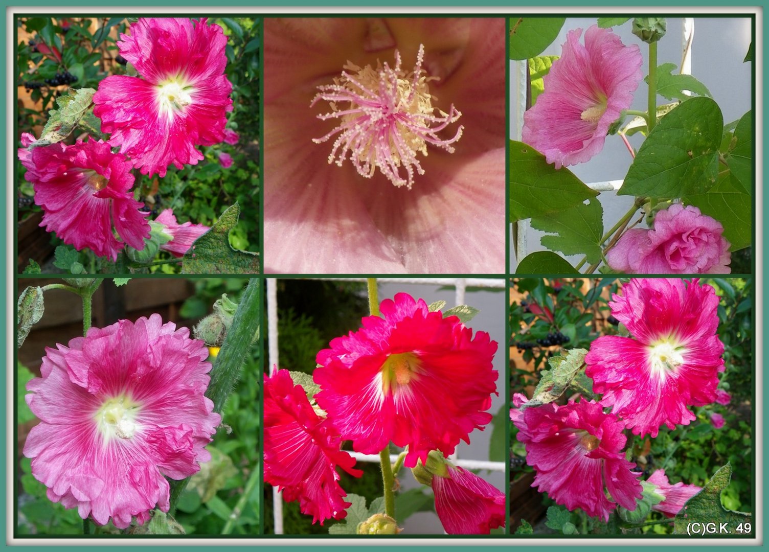 Orient - oder Stockrosen erblühen in diesem Jahr zum ersten Mal in unserem Garten !