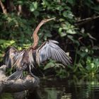 Orient-Schlangenhalsvogel