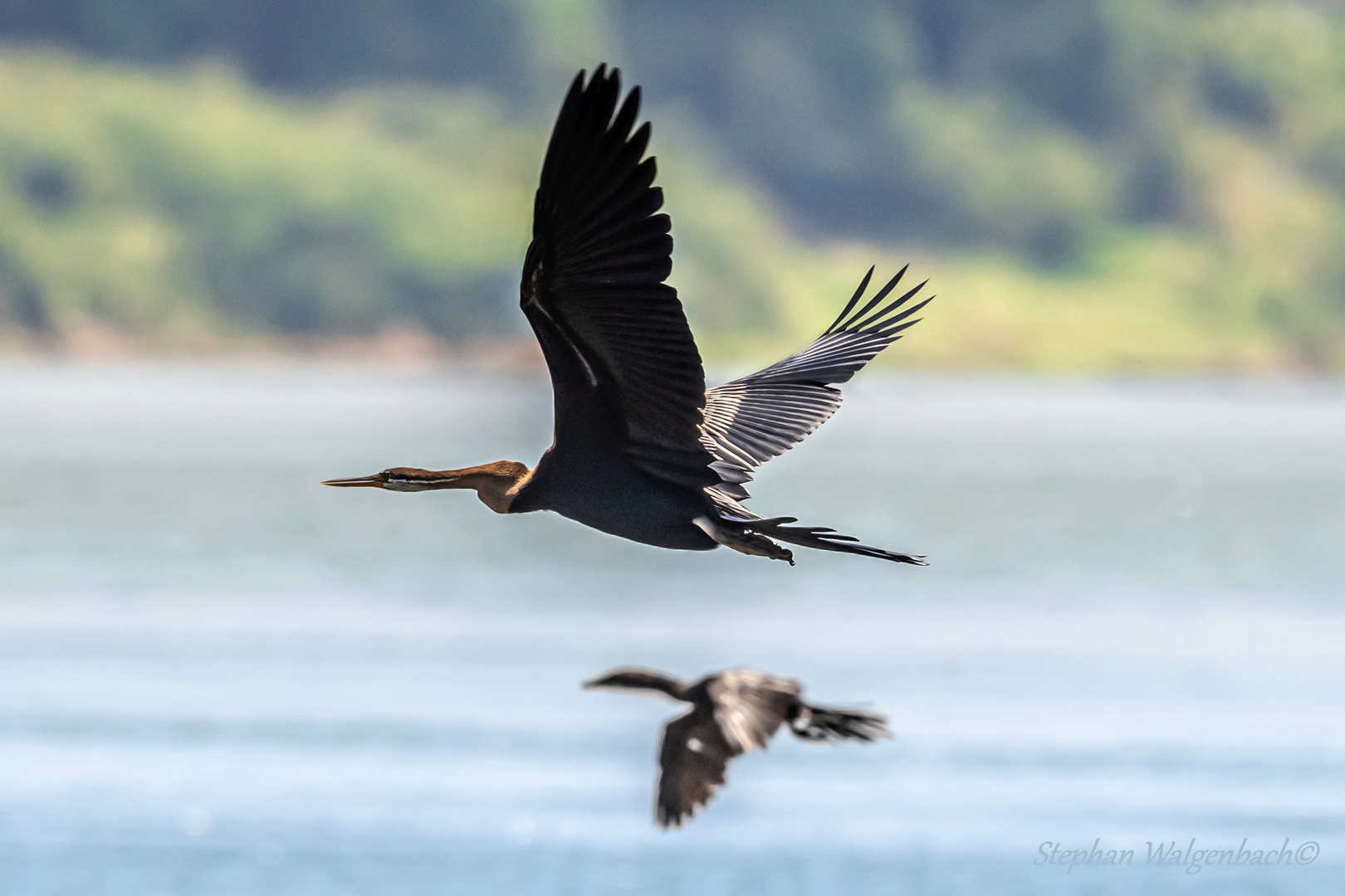 Orient-Schlangenhalsvogel (Anhinga melanogaster) am Mekong bei Kratie Kambodscha