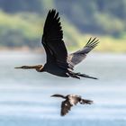 Orient-Schlangenhalsvogel (Anhinga melanogaster) am Mekong bei Kratie Kambodscha