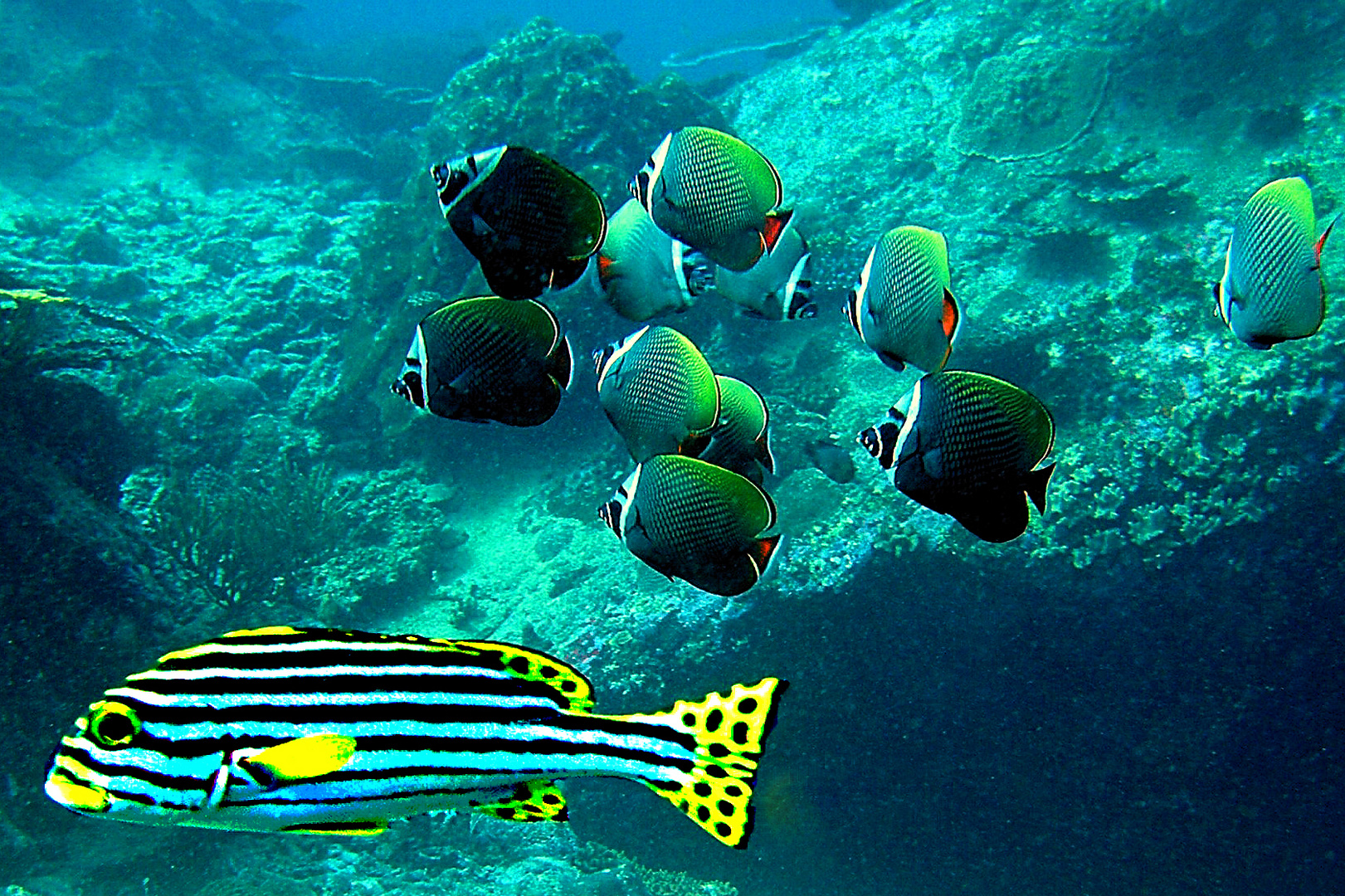 Orient sweetlip and collar butterfly fish