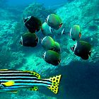 Orient sweetlip and collar butterfly fish