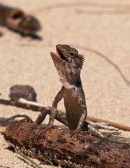 Oriental Garden Lizard