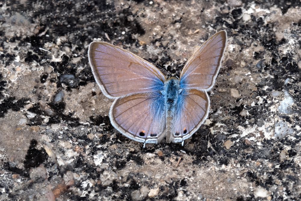 Oriental Gram Blue (Euchrysops cnejus cnejus)