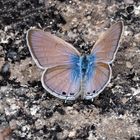 Oriental Gram Blue (Euchrysops cnejus cnejus)