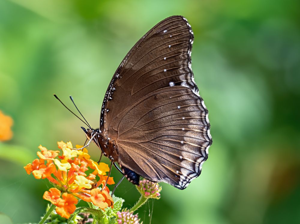 Oriental Great Eggfly