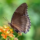 Oriental Great Eggfly