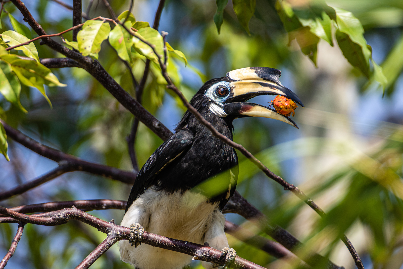 Oriental hornbill 