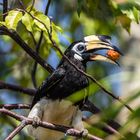 Oriental hornbill 