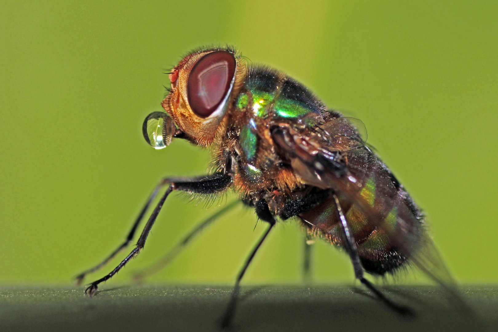 Oriental Latrine Fly~