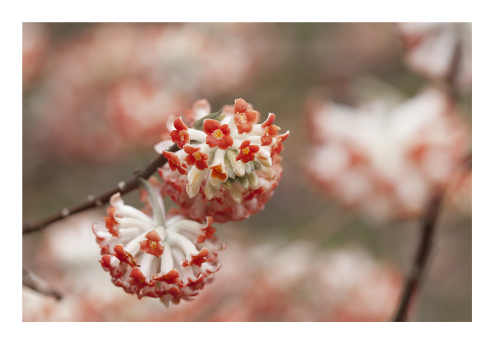 Oriental paperbush