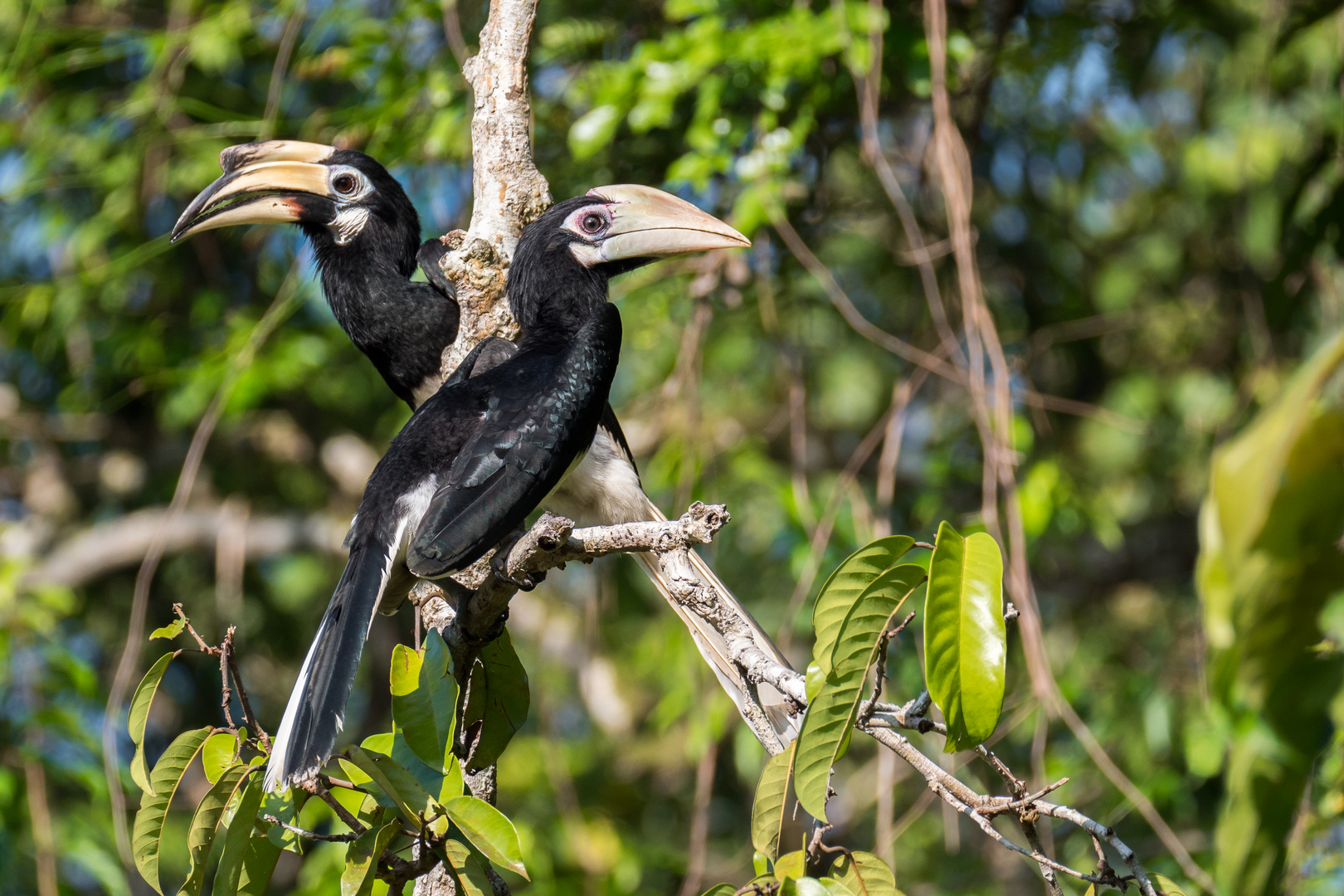 oriental pied hornbill (Anthracoceros albirostris) Foto & Bild world