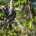 oriental pied hornbill (Anthracoceros albirostris)