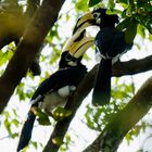 Oriental Pied Hornbill at Sungei Buloh ,Singapore.