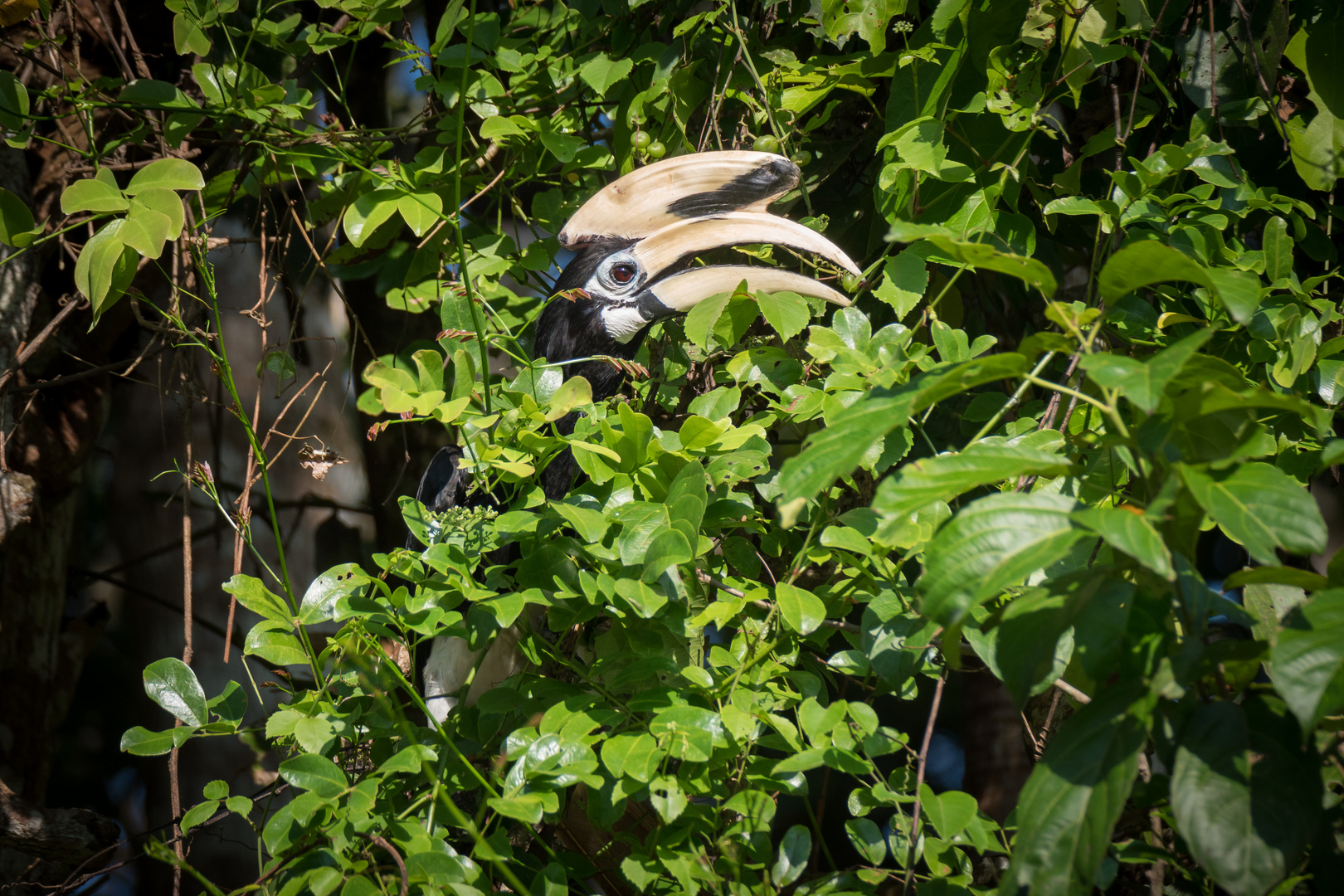 oriental pied hornbill male