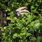 oriental pied hornbill male