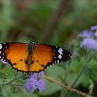 Oriental Plain Tiger