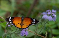 Oriental Plain Tiger