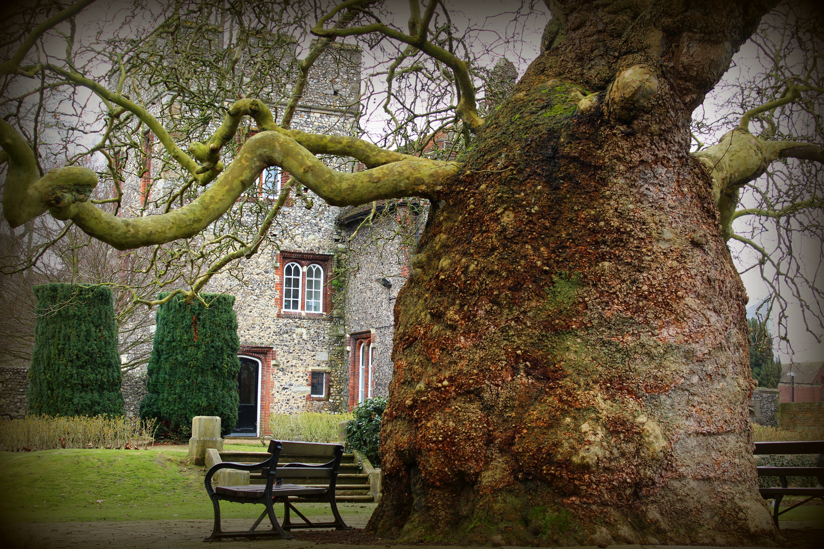 Oriental Plane