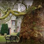 Oriental Plane