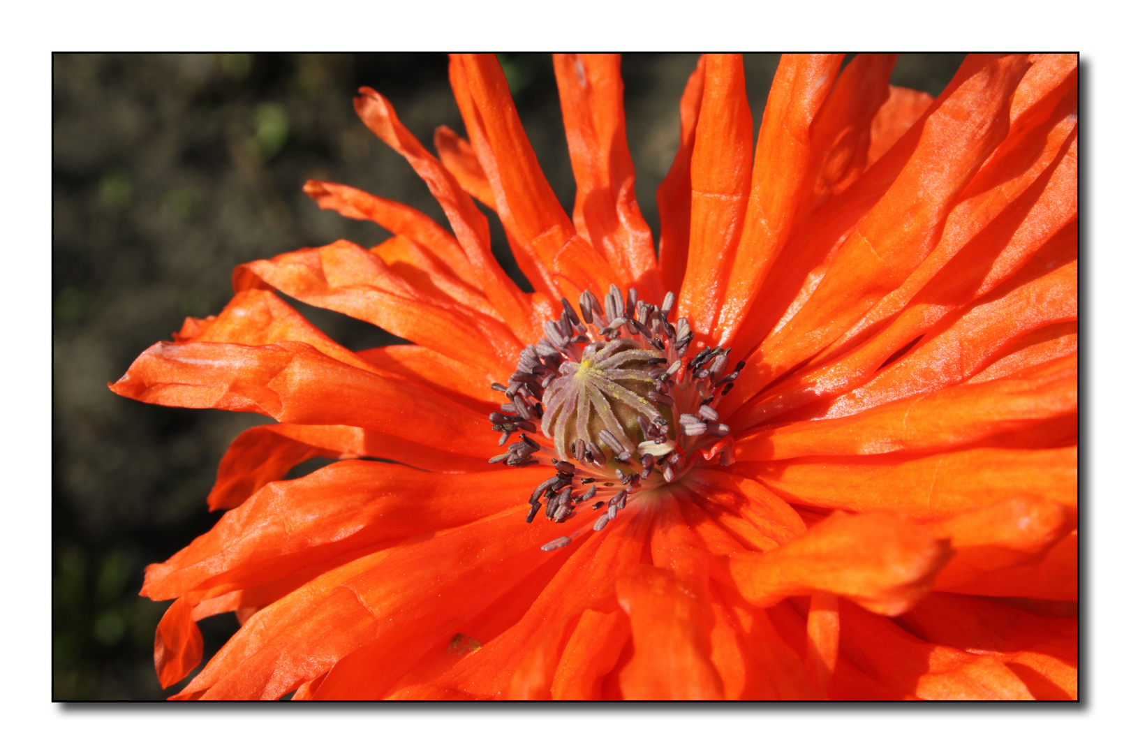 Oriental poppy (1)